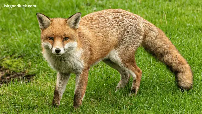 is it good luck to see a fox