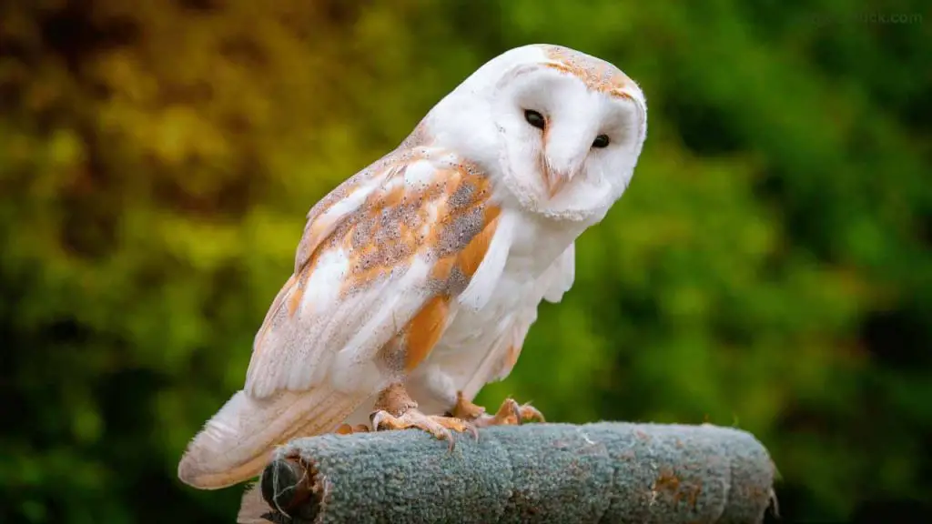 Is it Good Luck to Hear an Owl