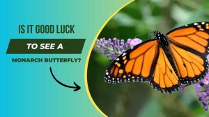 Is It Good Luck To See a Monarch Butterfly