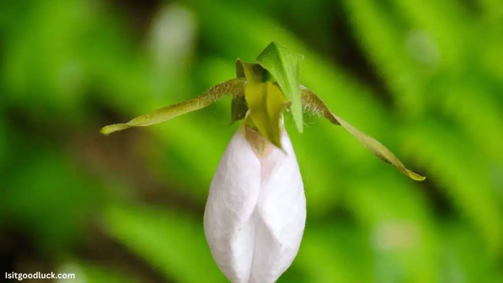 Is it Good Luck if You Find a Lady Slipper