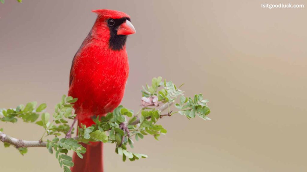 Is it Good Luck to See a Cardinal Bird