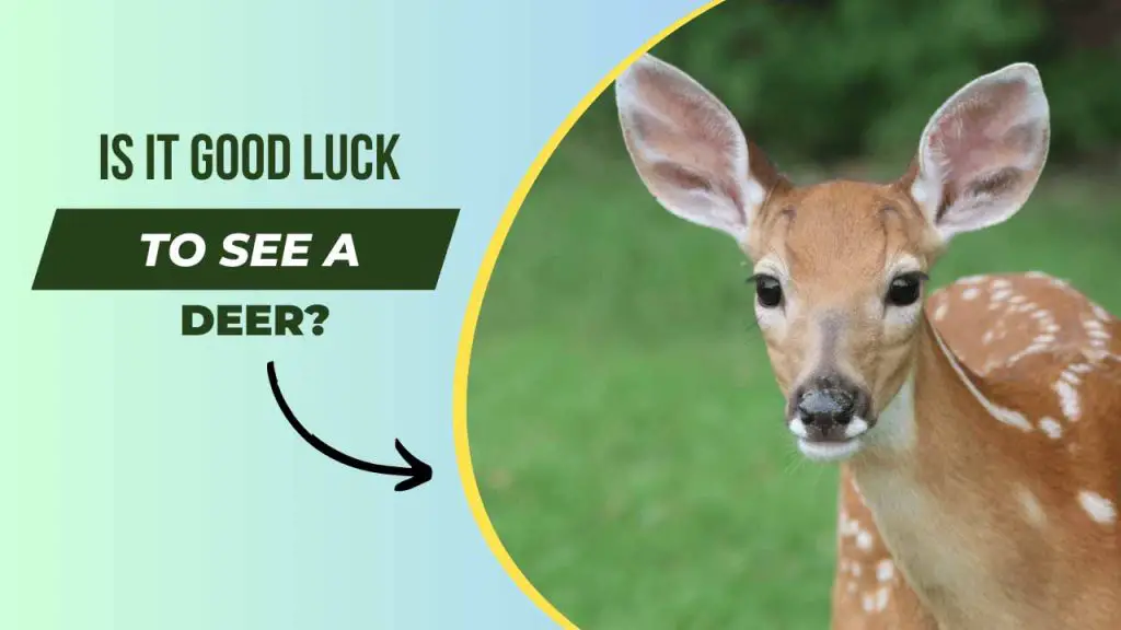 is-it-good-luck-to-see-a-deer-a-deep-dive-into-the-symbolism-and