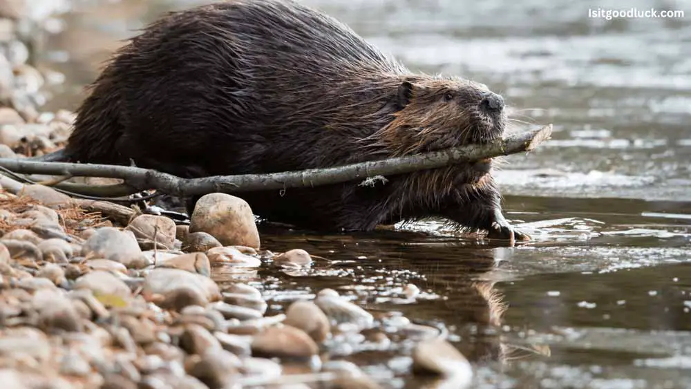 Is it good luck to see a beaver