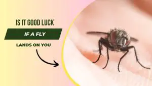 Is it Good Luck if a Fly Lands on You