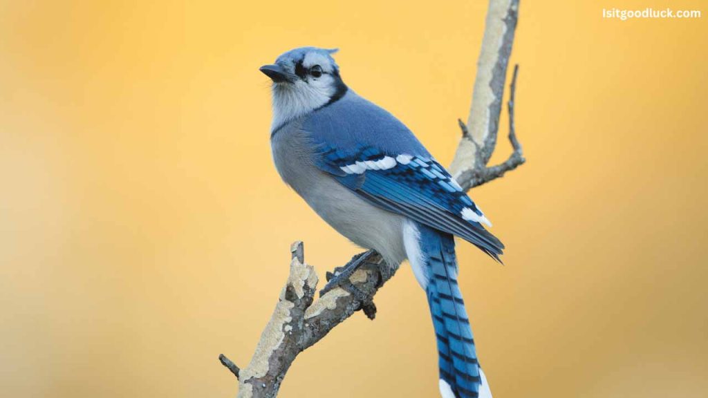 Is It Good Luck To See A Blue Jay