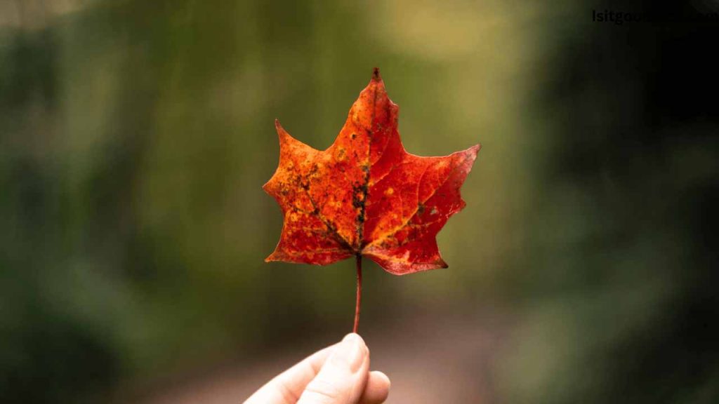 Is it Good Luck if a Leaf Falls on You