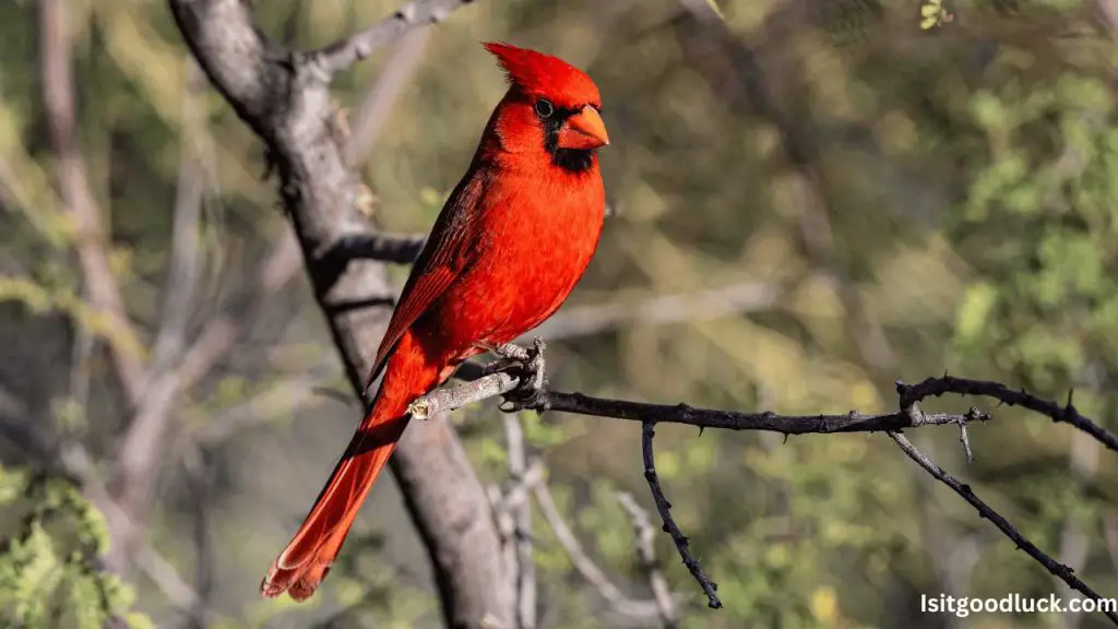 Is it Good Luck to See a Red Bird