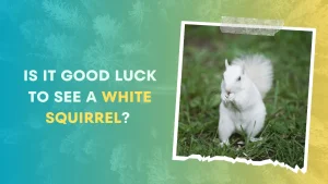 Is it Good Luck to See a White Squirrel