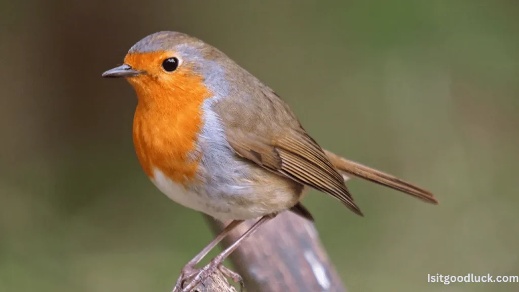 Is it Good Luck to See a Robin