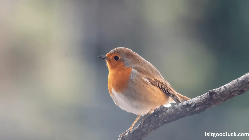 Is it Good Luck to See a Robin