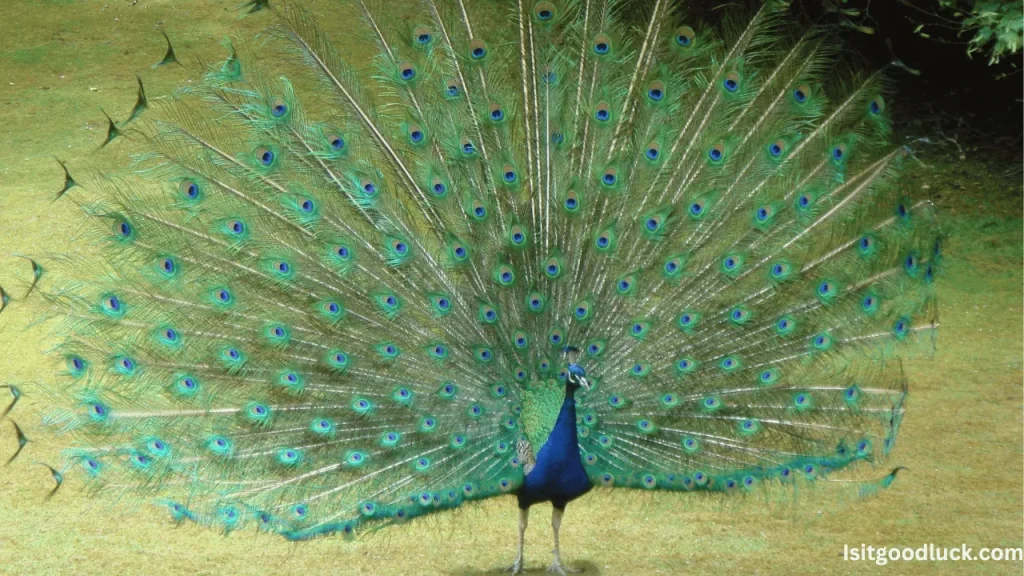 Is it Good Luck to See a Peacock