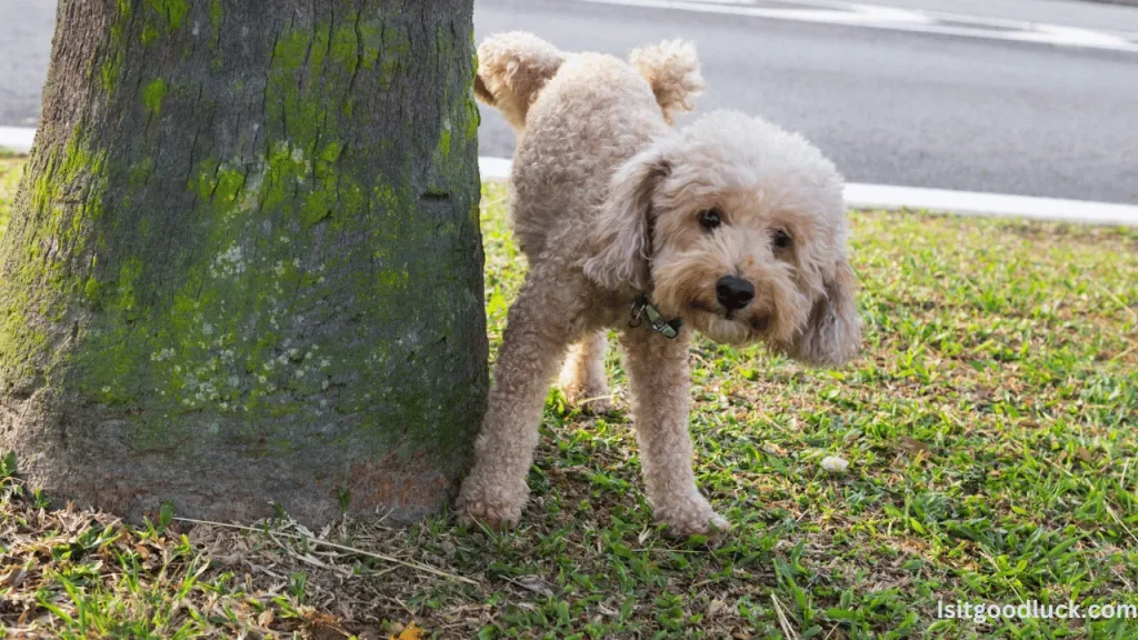 Is It Good Luck if a dog pees on you