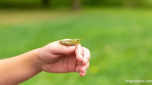 Is a Grasshopper Good Luck If It Jumps In You