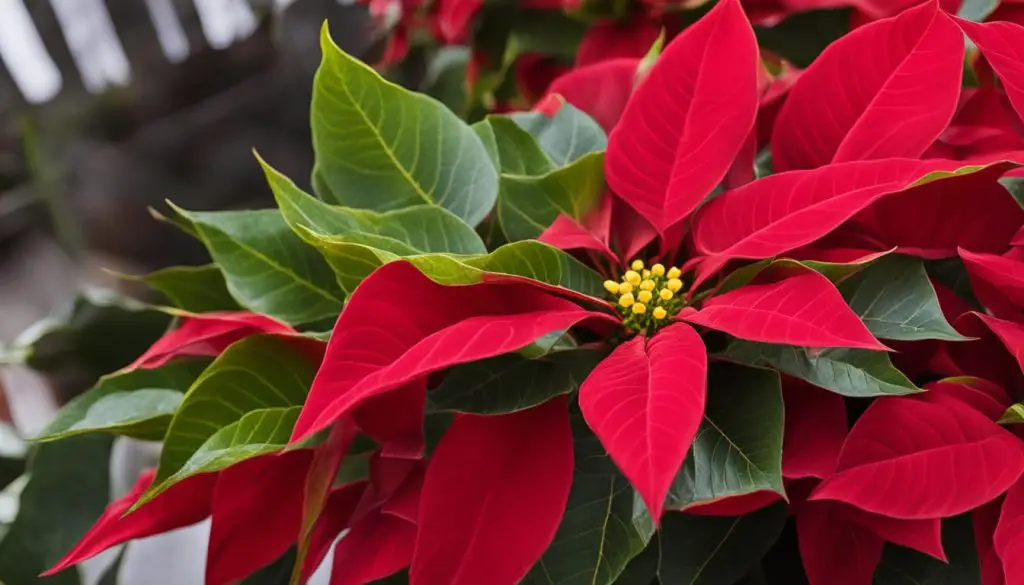 Poinsettias