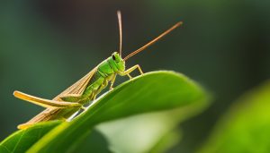 is it good luck to have a grasshopper in your house