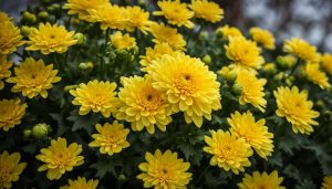 is the yellow chrysanthemum a good luck symbol for chinese new year?