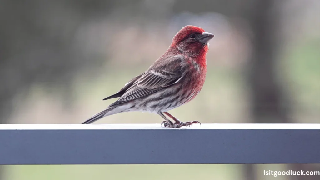 Is It Good Luck if a Red Finch Flies Inside a House