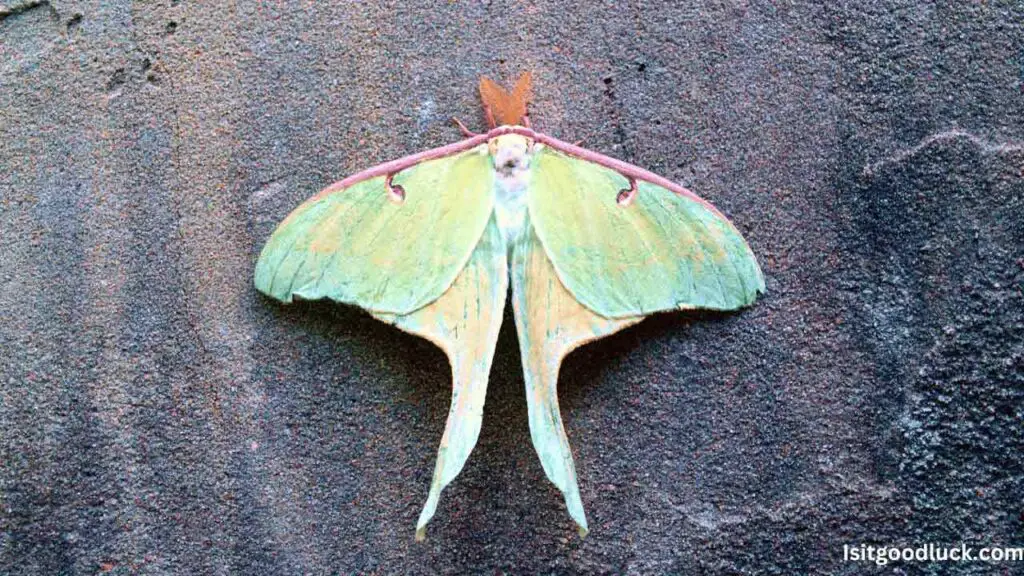 Is It Good Luck to See a Luna Moth